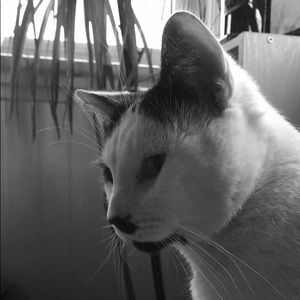 Meet your Posher, Nikki